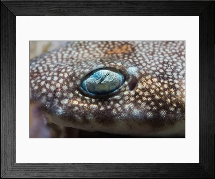 Framed Print : Macro closeup photo of a Puffadder shyshark (Haploblepharus edwardsii) face and eye Framed Print : Macro closeup photo of a Puffadder shyshark (Haploblepharus edwardsii) face and eye
