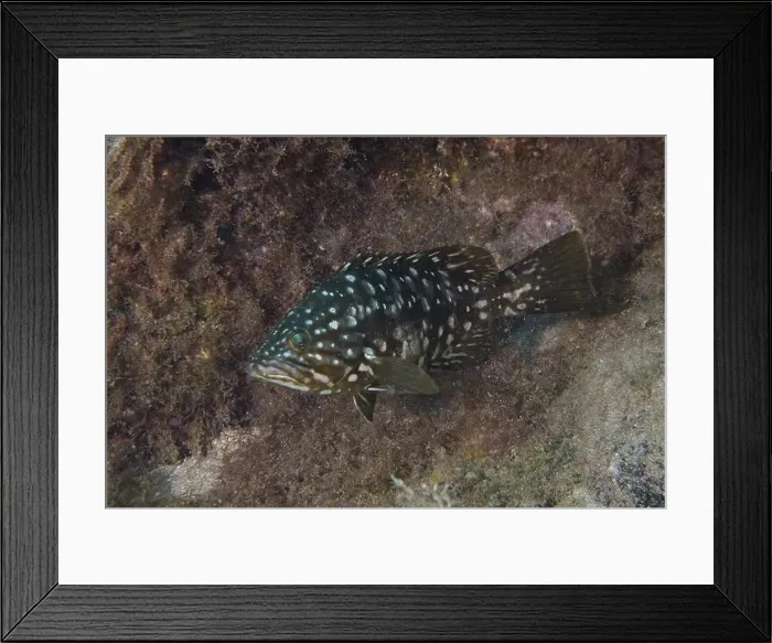 Framed Print : Spotted macaroni grouper (Mycteroperca fusca) swimming between algae and rocks Framed Print : Spotted macaroni grouper (Mycteroperca fusca) swimming between algae and rocks