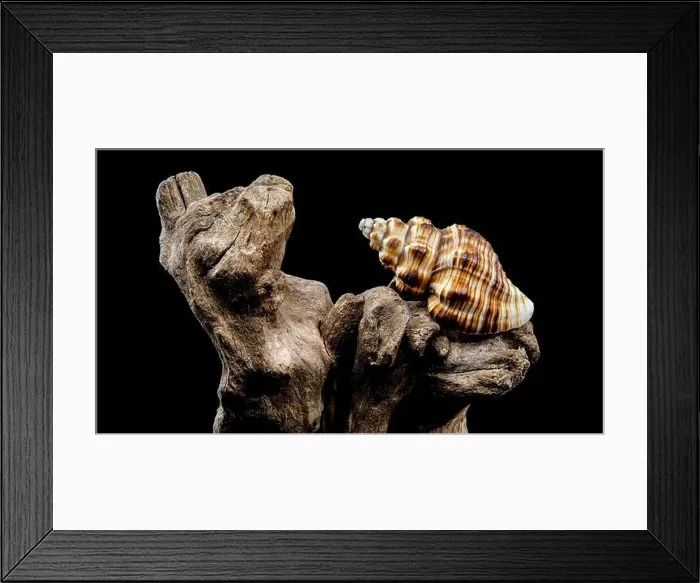Framed Print : A detailed close-up of a striped seashell resting on rough driftwood Framed Print : A detailed close-up of a striped seashell resting on rough driftwood