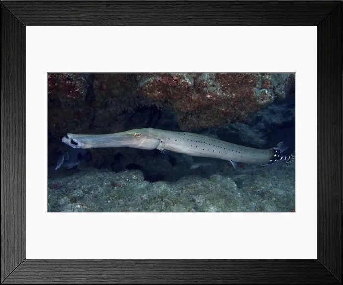 Framed Print : Long fish with dots, Atlantic cornetfish (Aulostomus strigosus) Framed Print : Long fish with dots, Atlantic cornetfish (Aulostomus strigosus)