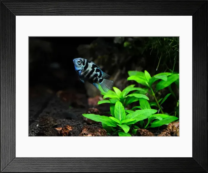 Framed Print : A beautiful Cichlasoma blue parrot Cichlid. It's an American cichlid Framed Print : A beautiful Cichlasoma blue parrot Cichlid. It's an American cichlid