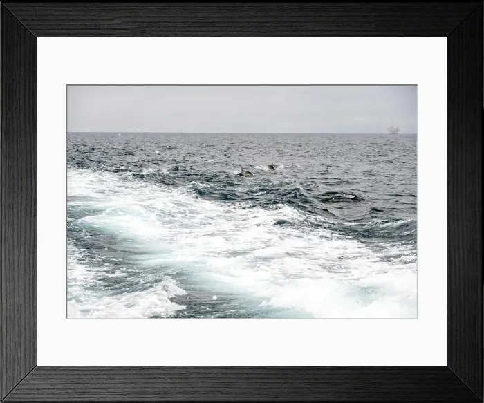Framed Print : Pod Of Dolphins Splash In Ferry Boat Wake in the Santa Barbara channel Framed Print : Pod Of Dolphins Splash In Ferry Boat Wake in the Santa Barbara channel