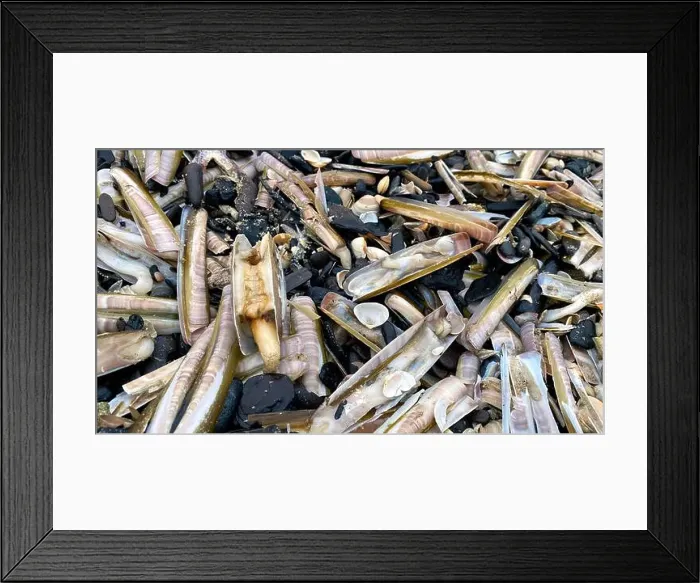 Framed Print : On the shores of the North Sea among stones and sand are many dead sea animals after a storm, top view Framed Print : On the shores of the North Sea among stones and sand are many dead sea animals after a storm, top view