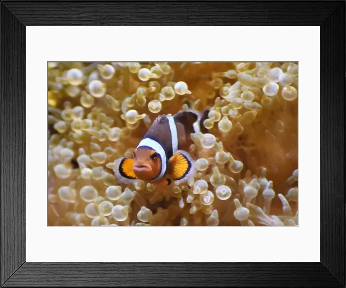 Framed Print : Clownfish, a tropical fish also known as an anemonefish, in a symbiotic relationship with a sea anemone Framed Print : Clownfish, a tropical fish also known as an anemonefish, in a symbiotic relationship with a sea anemone