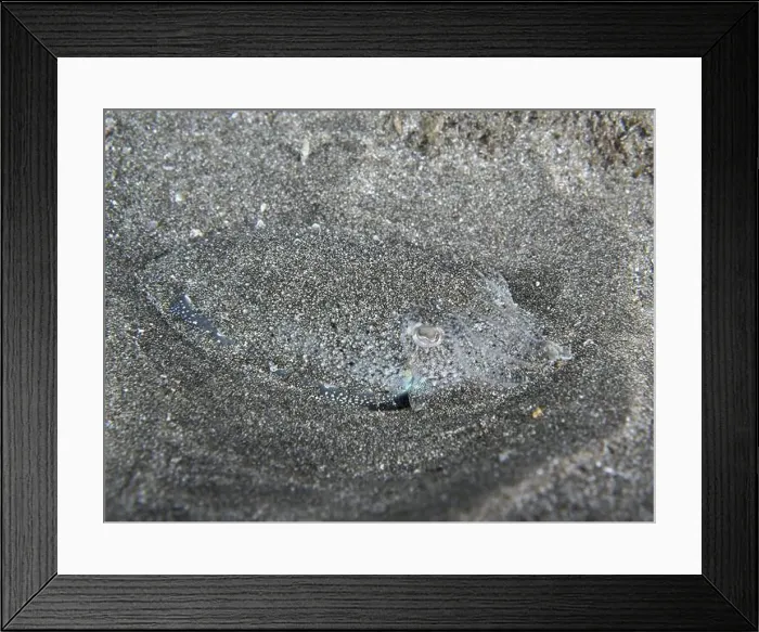 Framed Print : A juvenile Common cuttlefish (Sepia officinalis) camouflaged and hiding in the sand of the seabed Framed Print : A juvenile Common cuttlefish (Sepia officinalis) camouflaged and hiding in the sand of the seabed