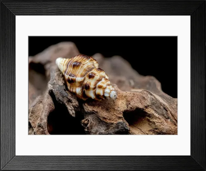 Framed Print : A detailed close-up of a striped seashell resting on rough driftwood Framed Print : A detailed close-up of a striped seashell resting on rough driftwood