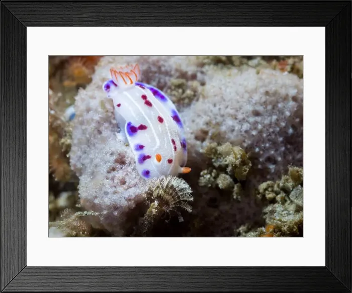 Framed Print : Cape dorid (Hypselodoris capensis) nudibranch underwater Framed Print : Cape dorid (Hypselodoris capensis) nudibranch underwater