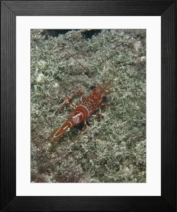 Framed Print : A reddish-brown dancing shrimp (Cinetorhynchus rigens) on a sandy substrate in the sea Framed Print : A reddish-brown dancing shrimp (Cinetorhynchus rigens) on a sandy substrate in the sea