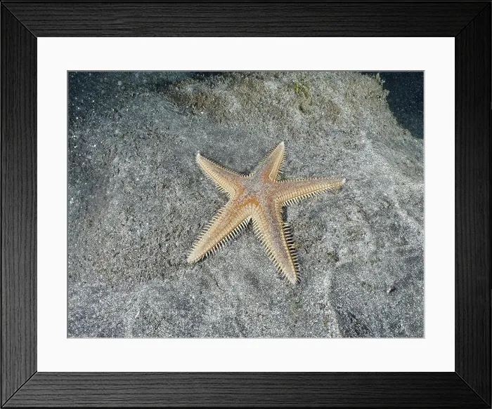 Framed Print : Orange Astropecten aranciacus (Astropecten aranciacus) lying on grey sand in the sea Framed Print : Orange Astropecten aranciacus (Astropecten aranciacus) lying on grey sand in the sea