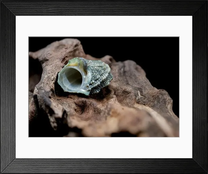 Framed Print : A close-up of a small, blue, spiky seashell resting on a piece of driftwood Framed Print : A close-up of a small, blue, spiky seashell resting on a piece of driftwood