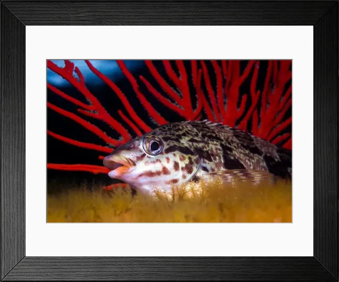 Framed Print : A closeup of a Redfingers fish (Cheilodactylus fasciatus) on the reef in front of a sea fan with its mouth open Framed Print : A closeup of a Redfingers fish (Cheilodactylus fasciatus) on the reef in front of a sea fan with its mouth open