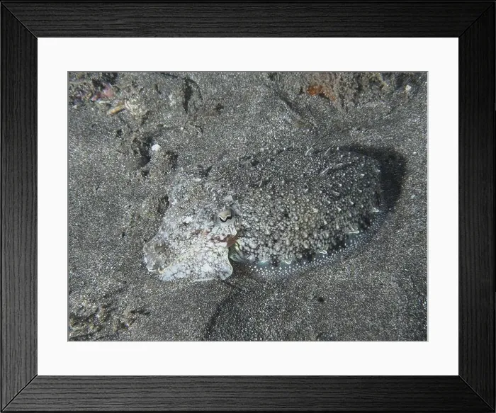 Framed Print : A well camouflaged cuttlefish, Common cuttlefish (Sepia officinalis) juvenile