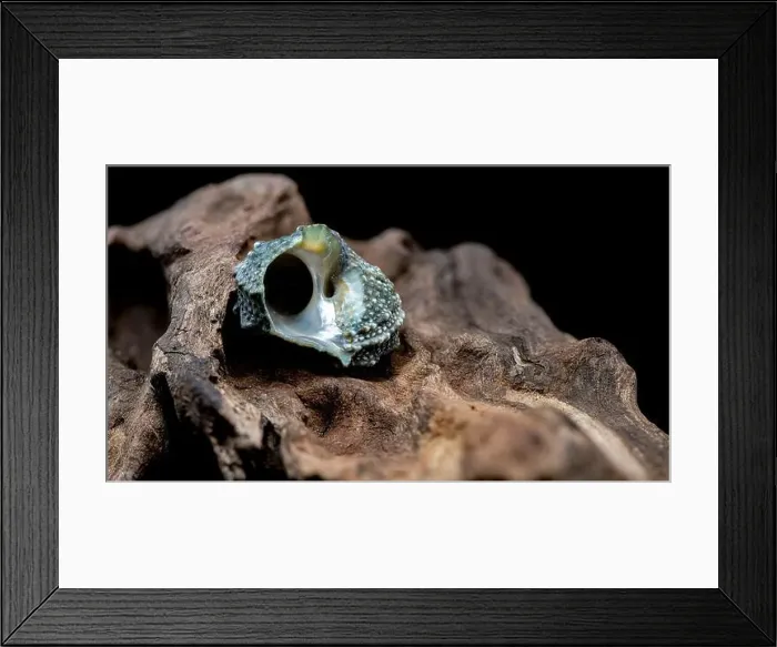 Framed Print : A close-up of a small, blue, spiky seashell resting on a piece of driftwood Framed Print : A close-up of a small, blue, spiky seashell resting on a piece of driftwood