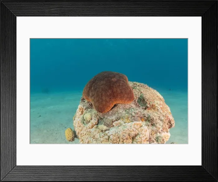 Framed Print : Starfish On the seabed in the Red Sea, Eilat Israel Framed Print : Starfish On the seabed in the Red Sea, Eilat Israel