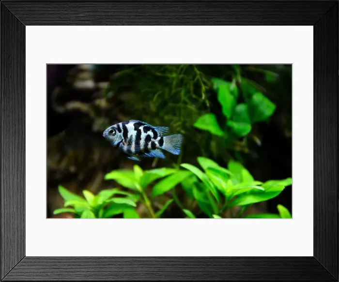 Framed Print : A beautiful Cichlasoma blue parrot Cichlid. It's an American cichlid Framed Print : A beautiful Cichlasoma blue parrot Cichlid. It's an American cichlid