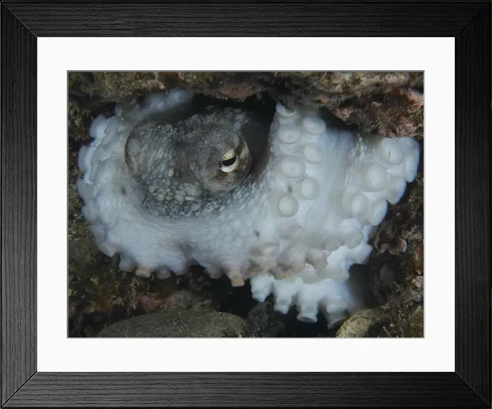 Framed Print : Octopus, Common Octopus (Octopus vulgaris) Framed Print : Octopus, Common Octopus (Octopus vulgaris)