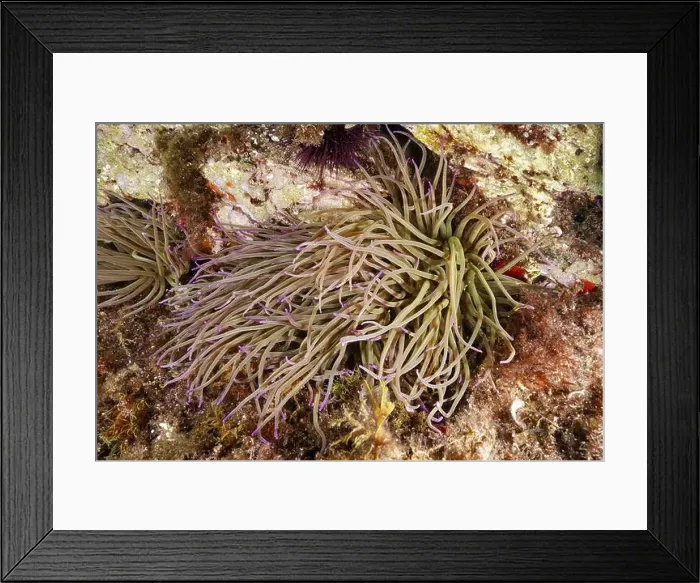 Framed Print : Soft, branched wax rose (Anemonia sulcata) embedded in the underwater landscape