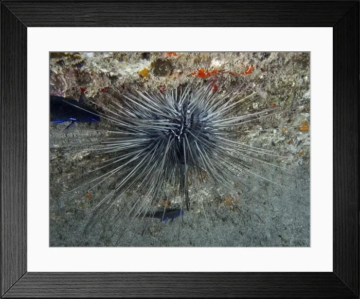 Framed Print : A sea urchin, Diadema antillarum Framed Print : A sea urchin, Diadema antillarum