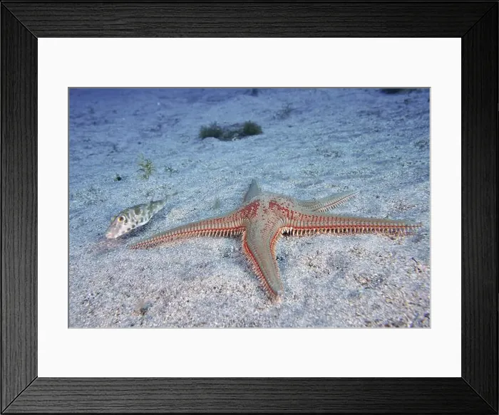 Framed Print : Astropecten aranciacus (Astropecten aranciacus) on sandy bottom