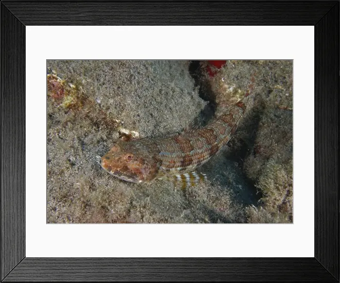 Framed Print : An Atlantic lizardfish (Synodus saurus) lies well camouflaged on the sandy seabed Framed Print : An Atlantic lizardfish (Synodus saurus) lies well camouflaged on the sandy seabed