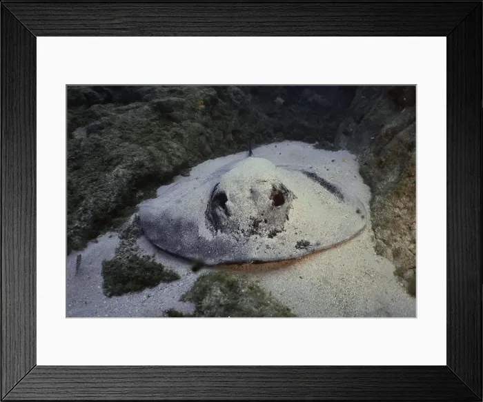 Framed Print : Round stingray (Taeniura grabata) hiding in the sand next to rocks Framed Print : Round stingray (Taeniura grabata) hiding in the sand next to rocks