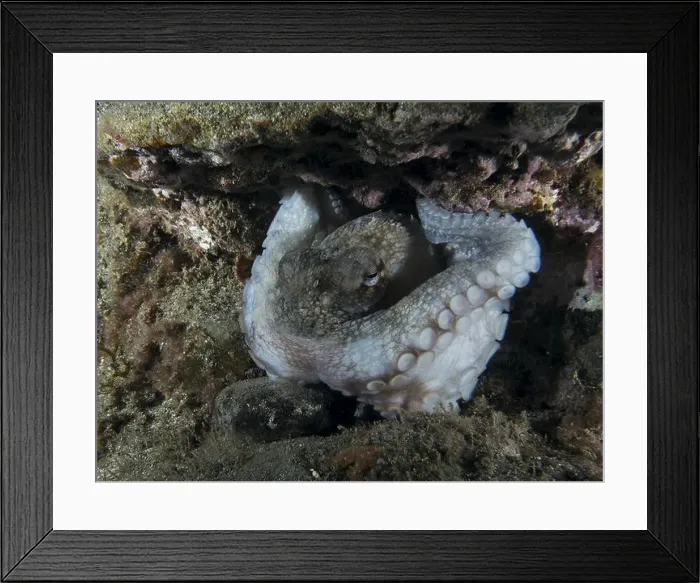 Framed Print : Close-up of an octopus, Common Octopus (Octopus vulgaris) Framed Print : Close-up of an octopus, Common Octopus (Octopus vulgaris)