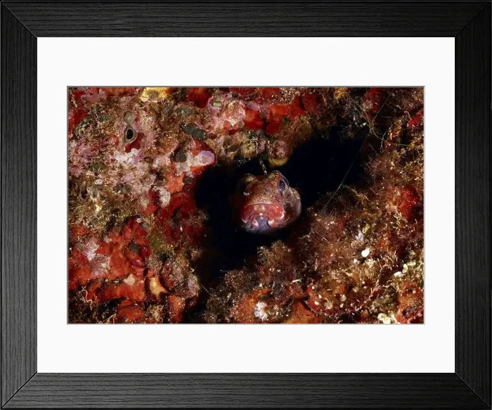 Framed Print : A goby, redmouth goby (Gobius cruentatus) Framed Print : A goby, redmouth goby (Gobius cruentatus)