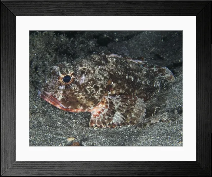 Framed Print : A Black scorpionfish (Scorpaena porcus) on a sandy substrate Framed Print : A Black scorpionfish (Scorpaena porcus) on a sandy substrate