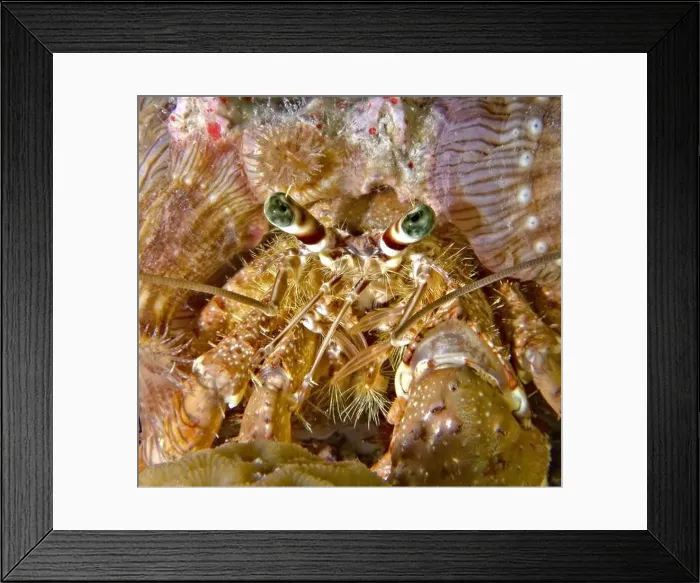 Framed Print : Dardanus tinctor - anemone carrier Framed Print : Dardanus tinctor - anemone carrier