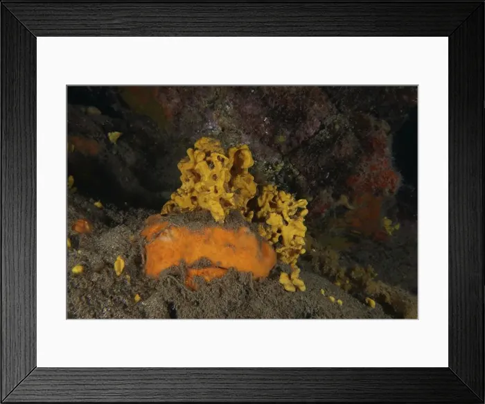 Framed Print : Orange-yellow sea sponge, lamellar white sponge (Axinella damicornis) Framed Print : Orange-yellow sea sponge, lamellar white sponge (Axinella damicornis)