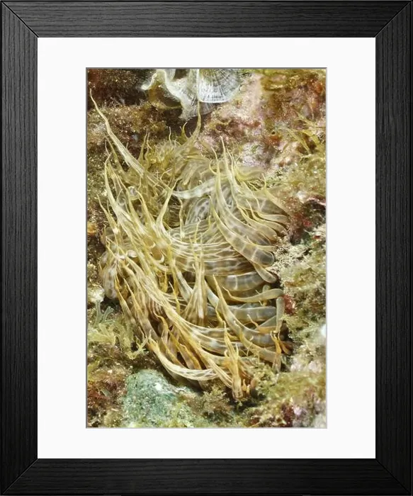 Framed Print : Siebanamone (Aiptasia mutabilis) with long tentacles in an underwater environment Framed Print : Siebanamone (Aiptasia mutabilis) with long tentacles in an underwater environment