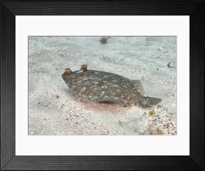 Framed Print : A wide-eyed turbot (Bothus podas maderensis) on a sandy seabed Framed Print : A wide-eyed turbot (Bothus podas maderensis) on a sandy seabed