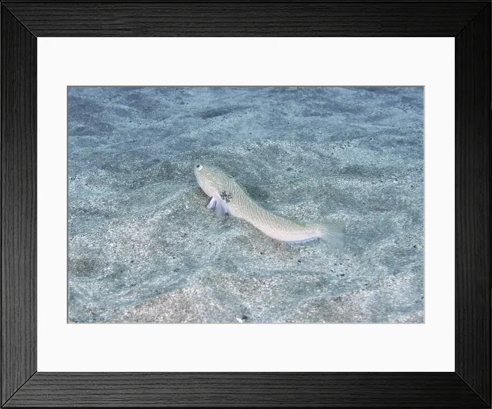 Framed Print : Small poisonous fish, Petermaennchen (Trachinus draco) Framed Print : Small poisonous fish, Petermaennchen (Trachinus draco)