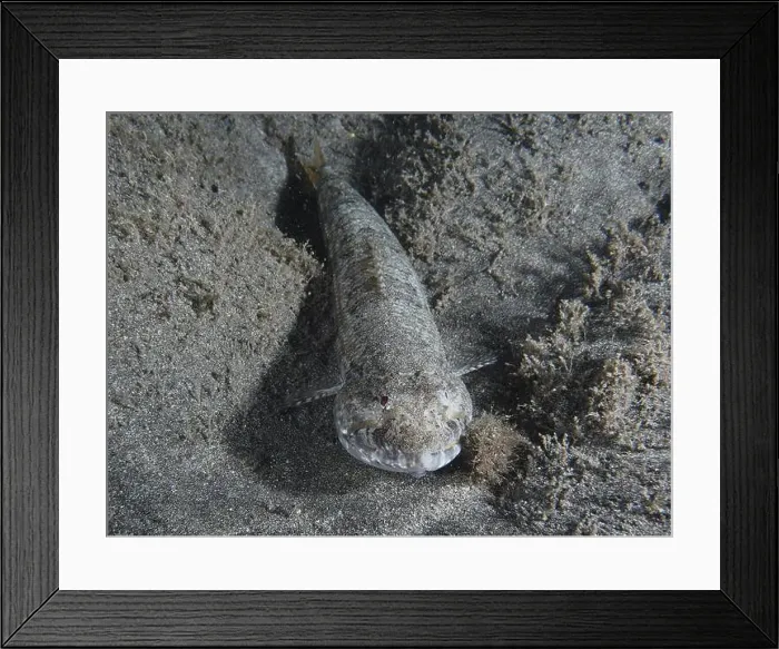 Framed Print : Atlantic lizardfish (Synodus saurus) camouflaged with the seabed Framed Print : Atlantic lizardfish (Synodus saurus) camouflaged with the seabed