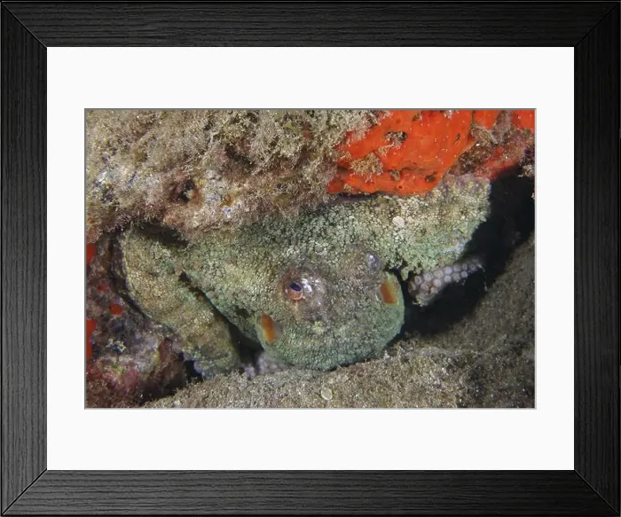 Framed Print : An octopus, Common Octopus (Octopus vulgaris) Framed Print : An octopus, Common Octopus (Octopus vulgaris)