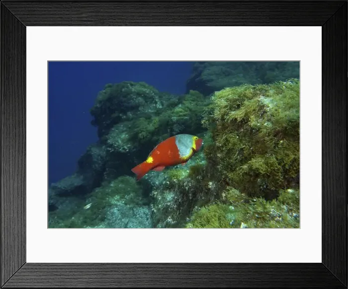 Framed Print : A colourful Mediterranean parrotfish (Sparisoma cretense) swimming near an algae-covered rock face Framed Print : A colourful Mediterranean parrotfish (Sparisoma cretense) swimming near an algae-covered rock face