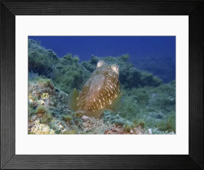 Framed Print : Common cuttlefish (Sepia officinalis) with green surroundings in the underwater world Framed Print : Common cuttlefish (Sepia officinalis) with green surroundings in the underwater world