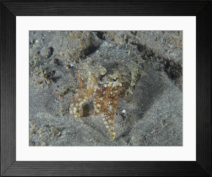 Framed Print : A cuttlefish, Common cuttlefish (Sepia officinalis) juvenile Framed Print : A cuttlefish, Common cuttlefish (Sepia officinalis) juvenile