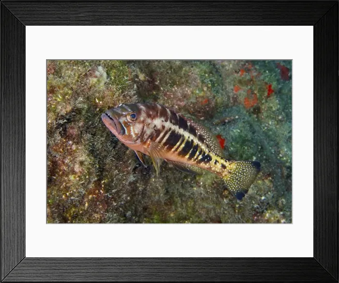 Framed Print : A colourful king sawfish (Serranus atricauda) swimming along a rocky reef Framed Print : A colourful king sawfish (Serranus atricauda) swimming along a rocky reef