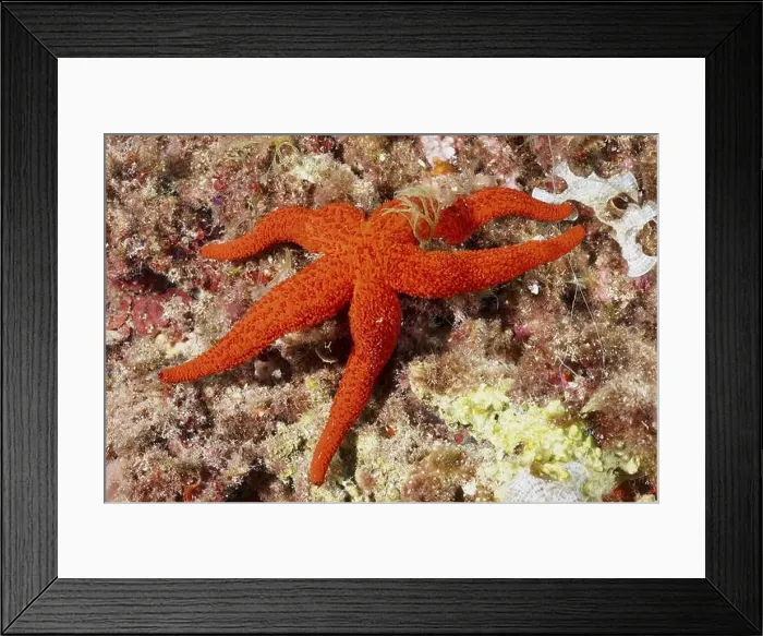 Framed Print : A red starfish (Echinaster sepositus) lies on an algae-covered seabed Framed Print : A red starfish (Echinaster sepositus) lies on an algae-covered seabed