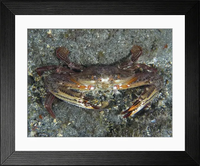 Framed Print : Red swimming crab (Cronius ruber) on grey seabed