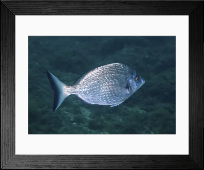 Framed Print : A silvery fish, Pinniped (Diplodus puntazzo) Framed Print : A silvery fish, Pinniped (Diplodus puntazzo)