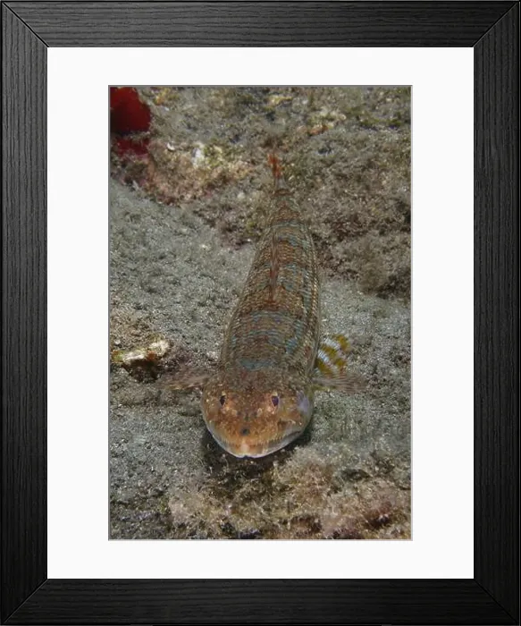 Framed Print : Atlantic lizardfish (Synodus saurus) with camouflage pattern on the sandy seabed