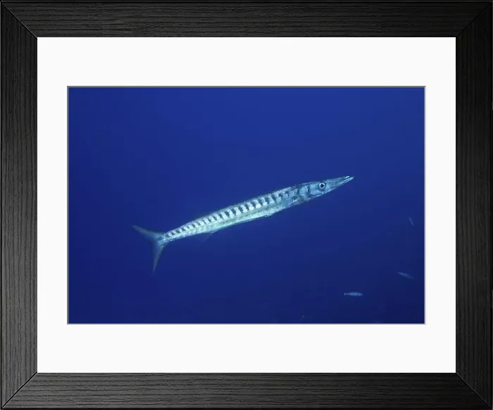 Framed Print : A barracuda (Sphyraena viridensis) swimming in clear blue water Framed Print : A barracuda (Sphyraena viridensis) swimming in clear blue water