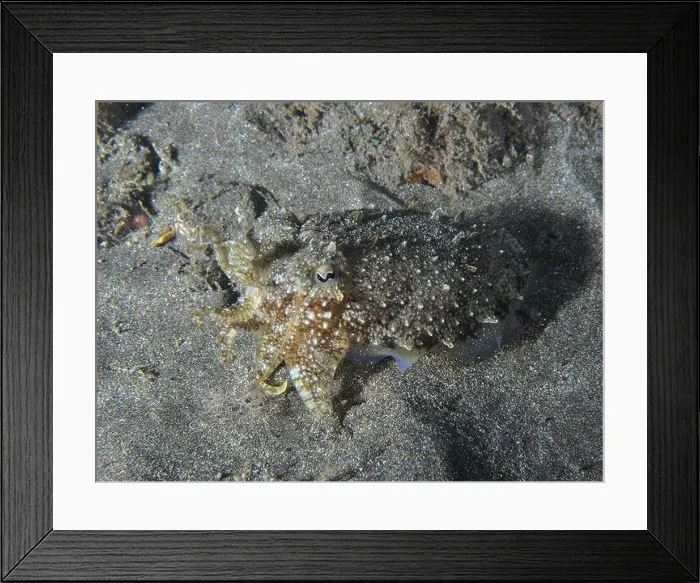 Framed Print : A juvenile Common cuttlefish (Sepia officinalis) blending perfectly with the sandy seabed Framed Print : A juvenile Common cuttlefish (Sepia officinalis) blending perfectly with the sandy seabed