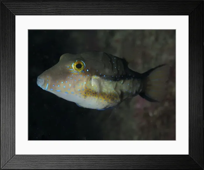 Framed Print : A pointed head pufferfish (Canthigaster rostrata) with bright spots swimming in dark water Framed Print : A pointed head pufferfish (Canthigaster rostrata) with bright spots swimming in dark water