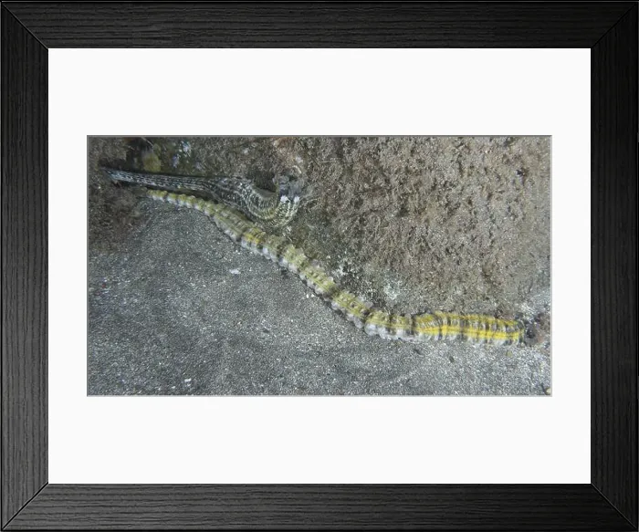 Framed Print : A patterned sea cucumber, snake sea cucumber (Euapta lappa) Framed Print : A patterned sea cucumber, snake sea cucumber (Euapta lappa)