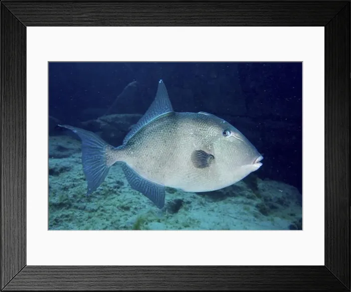 Framed Print : A single conspicuous fish, Atlantic triggerfish (Balistes capriscus) (Balistes carolinensis) Framed Print : A single conspicuous fish, Atlantic triggerfish (Balistes capriscus) (Balistes carolinensis)