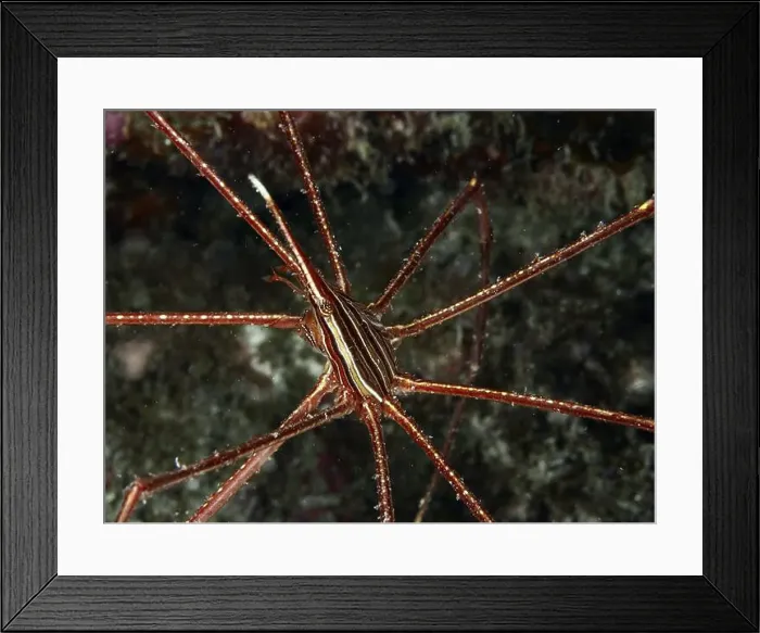 Framed Print : Long-legged spider crab, East Atlantic arrow crab (Stenorhynchus lanceolatus) Framed Print : Long-legged spider crab, East Atlantic arrow crab (Stenorhynchus lanceolatus)