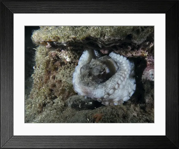 Framed Print : An octopus, Common Octopus (Octopus vulgaris) Framed Print : An octopus, Common Octopus (Octopus vulgaris)